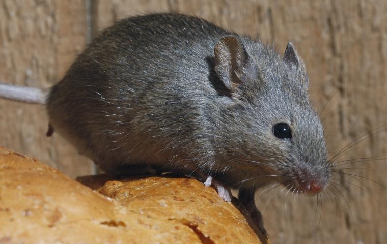 a mouse on bread