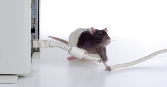Rat and a chewed computer cable