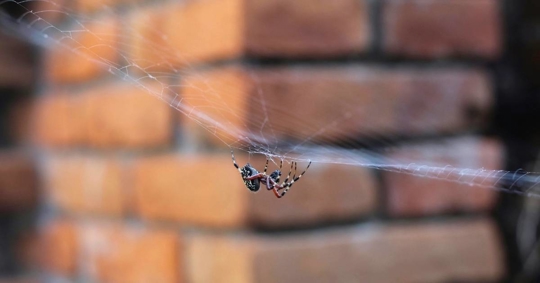 Close-up of a Spider on a Web Against Brick Wall