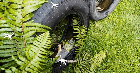 Old tire with stagnant water