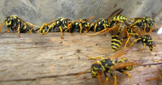 swarm of wasps in a block of wood