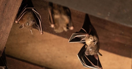 bats hanging in the roof