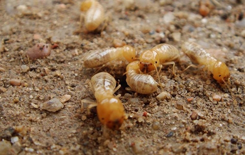 swarm of termites on gravel groun