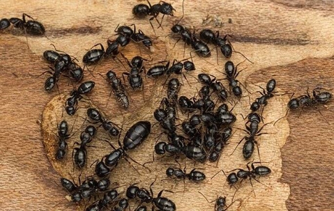 Ant infestation