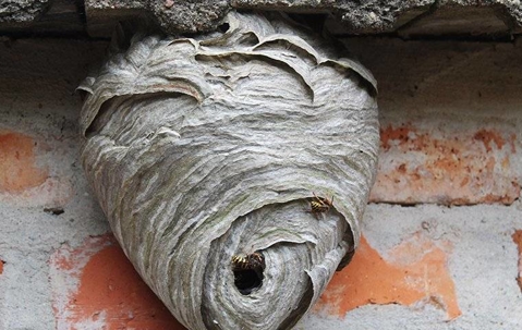 Wasp nest on a wall