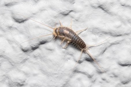 Silverfish on wall