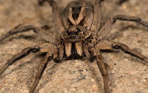 wolf spider crawling on floor