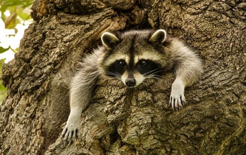 raccoon in a tree