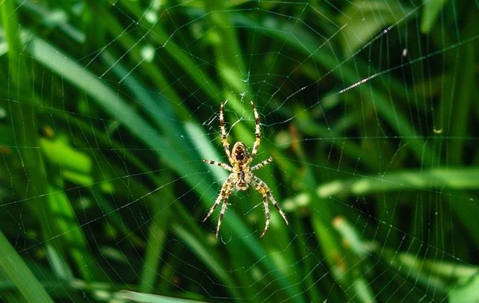 Spider in web outdoors