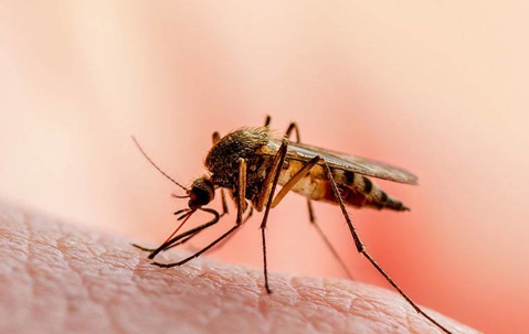 mosquito drinking blood