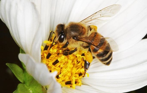 Bee getting pollen from a white flower