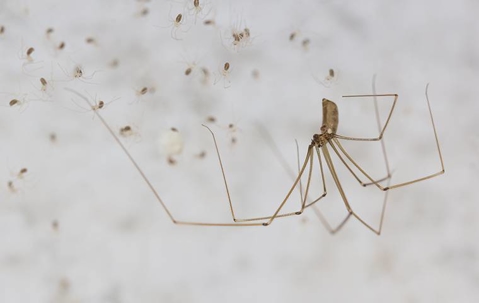 A daddy long leg spider with its babies