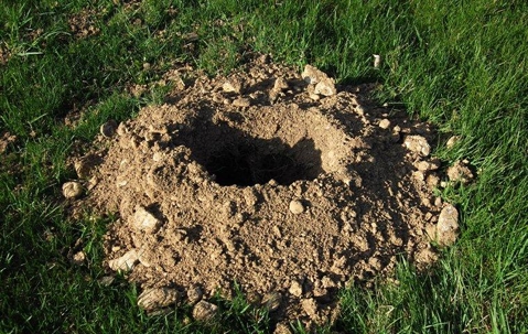 Gopher hole in lawn