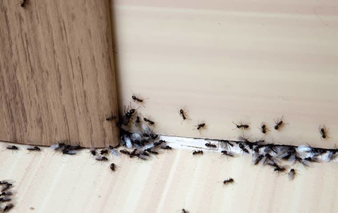 Crawling ants on the wall