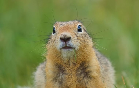 ground squirrel face up close