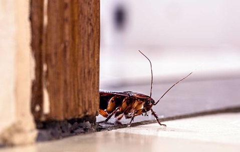 An american cockroach crawling in a home