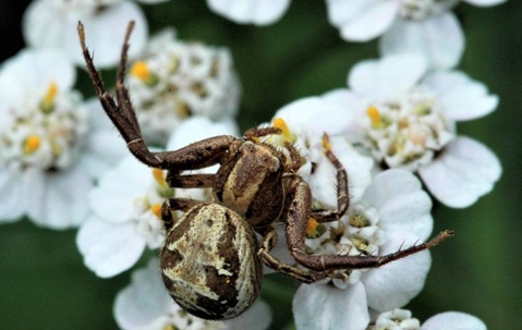 Crabspider on a flower