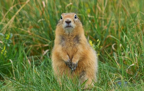 gopher looking for food