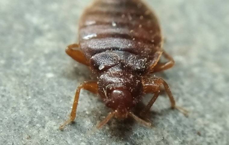 bed bug up close