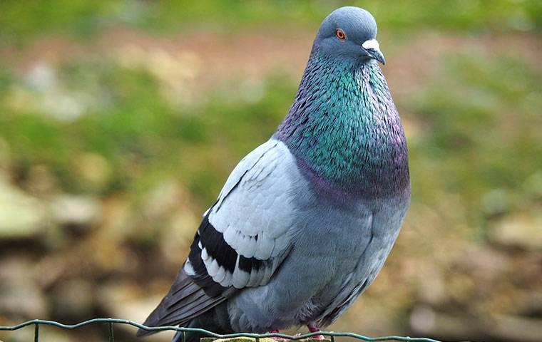 staring pigeon