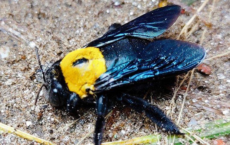 bee up-close