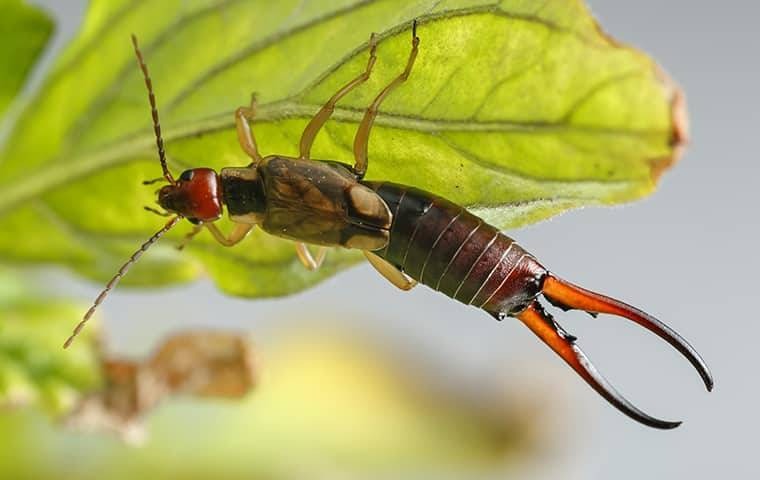 earwig on a leaf