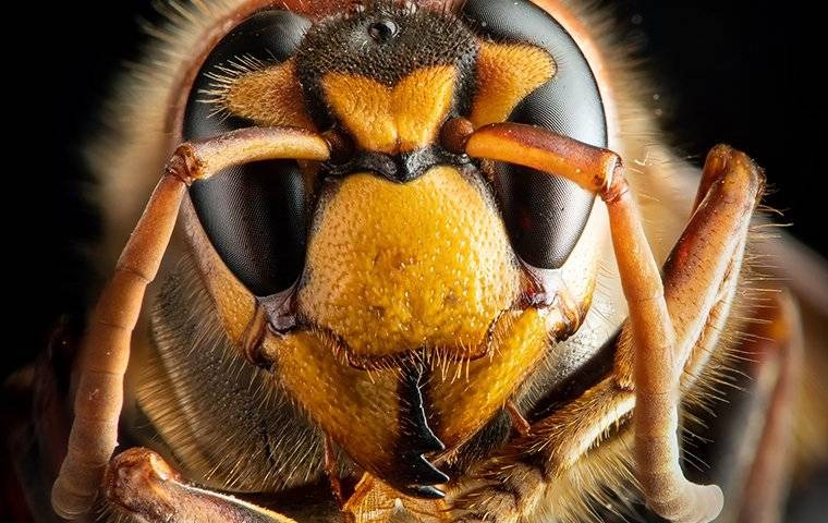 hornet up-close