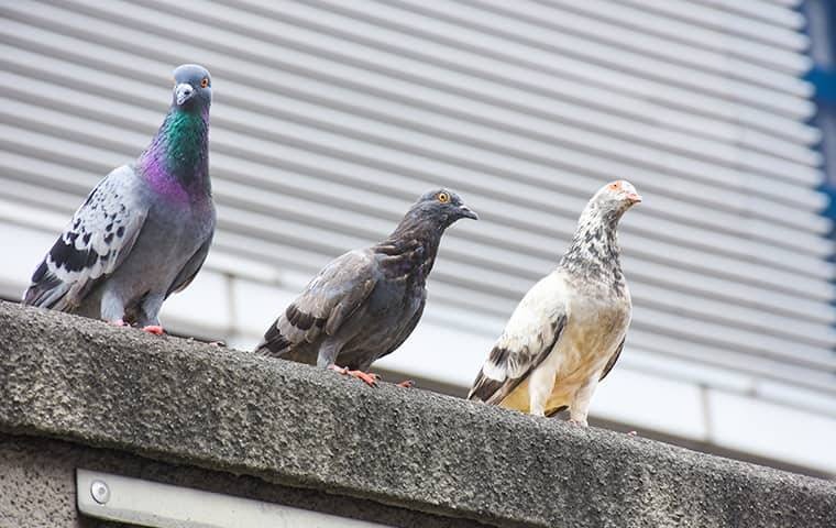three pigeons on a ledge