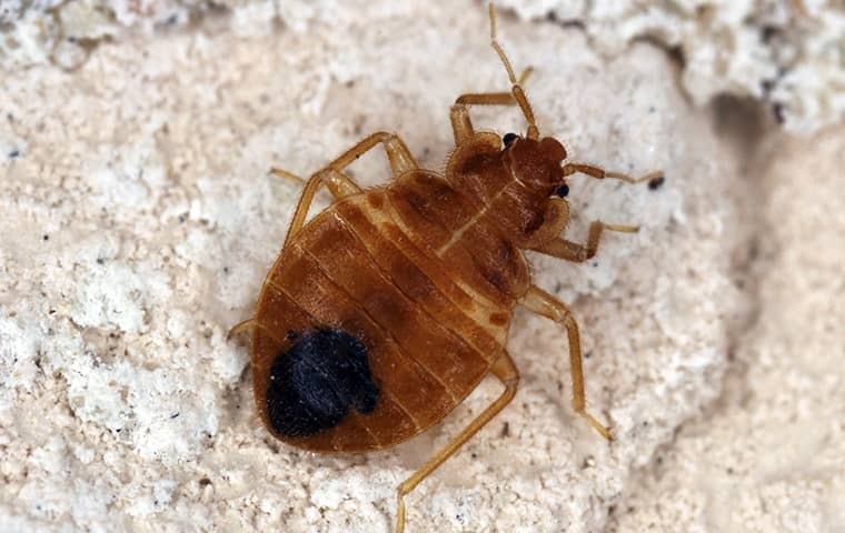 zoomed bed bug