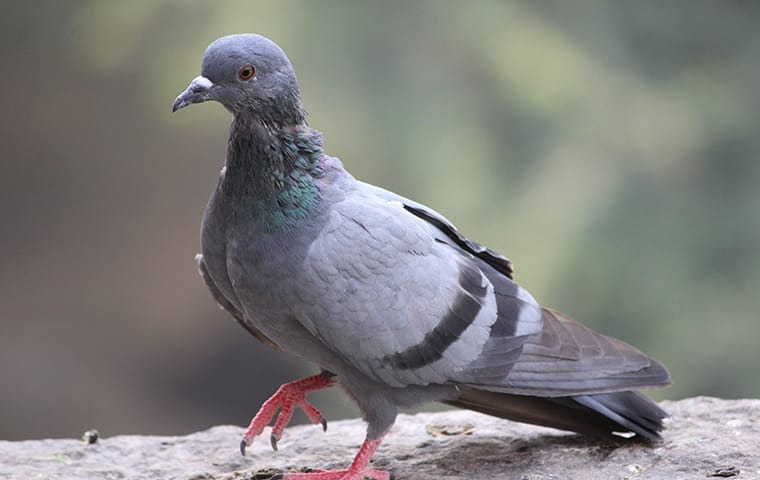 standing pigeon