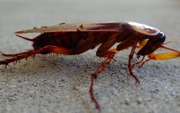 cockroach on the ground
