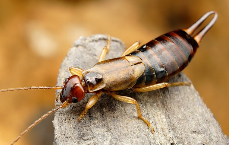 Earwig