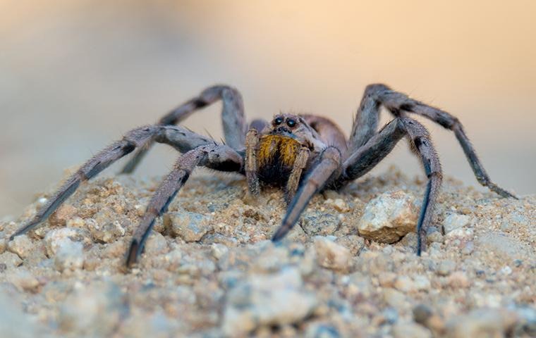 spider on the ground