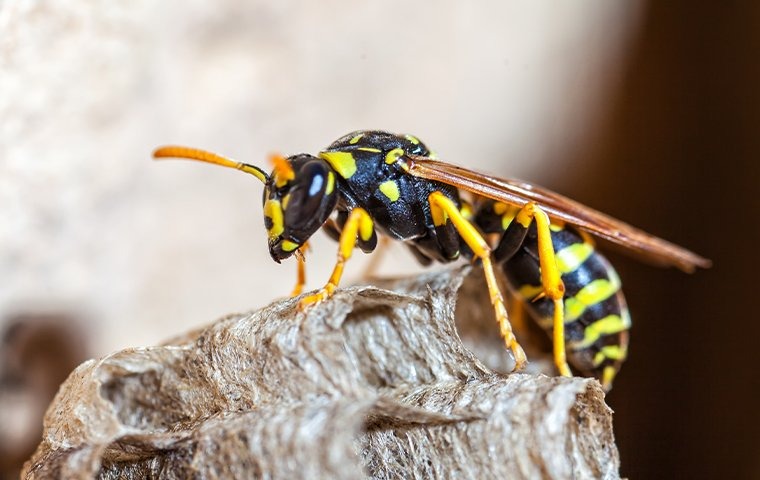 stinging insect up-close