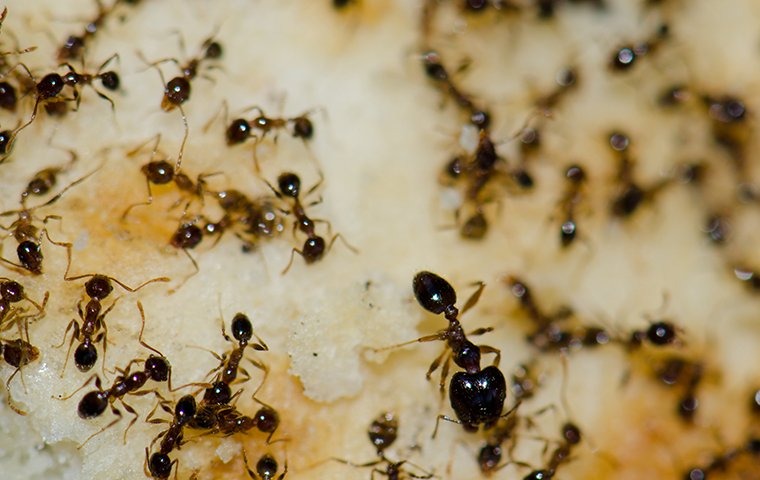 argentine ants eating