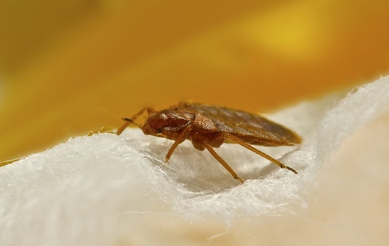 bed bug on blanket