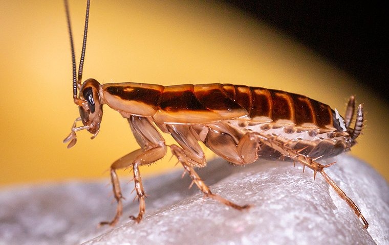 cockroach up-close