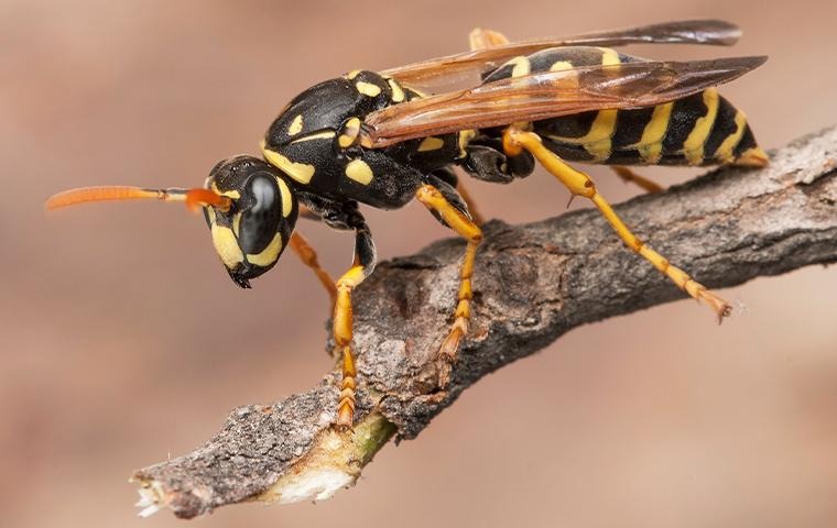 wasp climbing on a branch