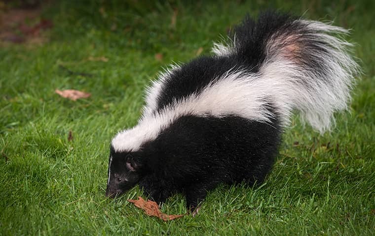 skunk