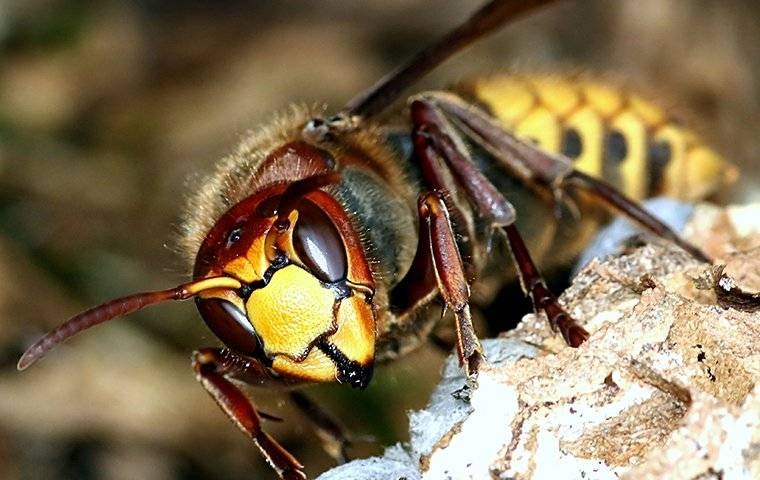 wasp up-close