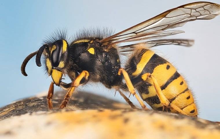 yellow jacket up-close